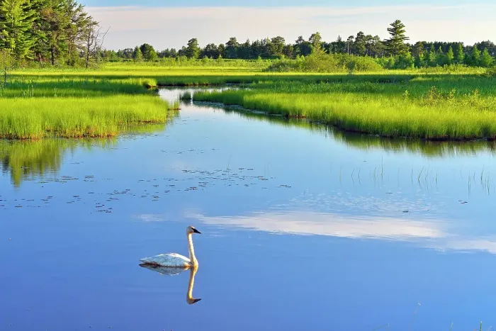 Framed Print : Trumpeter swan in wetland pond, Seney NWR, Seney, Michigan, USA Framed Print : Trumpeter swan in wetland pond, Seney NWR, Seney, Michigan, USA
