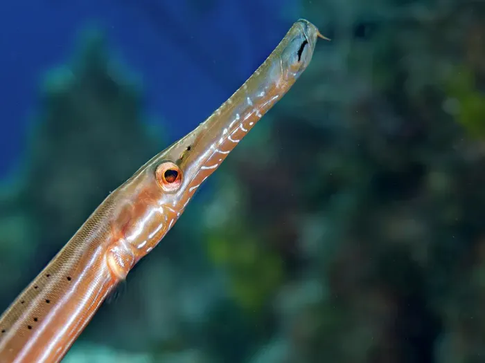 Framed Print : Trumpetfish (Aulostomus maculatus), Grand Cayman, Cayman Islands, British West Indies Framed Print : Trumpetfish (Aulostomus maculatus), Grand Cayman, Cayman Islands, British West Indies