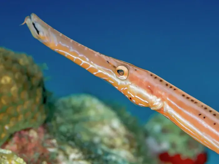 Framed Print : Trumpetfish (Aulostomus maculatus), Grand Cayman, Cayman Islands, British West Indies Framed Print : Trumpetfish (Aulostomus maculatus), Grand Cayman, Cayman Islands, British West Indies