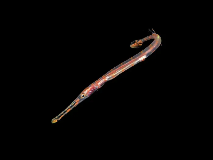 Framed Print : Trumpetfish (Aulostomus maculatus) on a black water cive on Grand Cayman, Cayman Islands, British West Indies