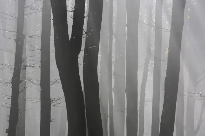 Framed Print : Trunks of trees in the forest bare our forests during autumn, Tuscany, Italy Framed Print : Trunks of trees in the forest bare our forests during autumn, Tuscany, Italy