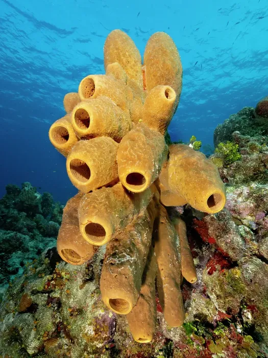 Framed Print : Tubulate Sponge (Agelas tubulata), Grand Cayman, Cayman Islands, British West Indies