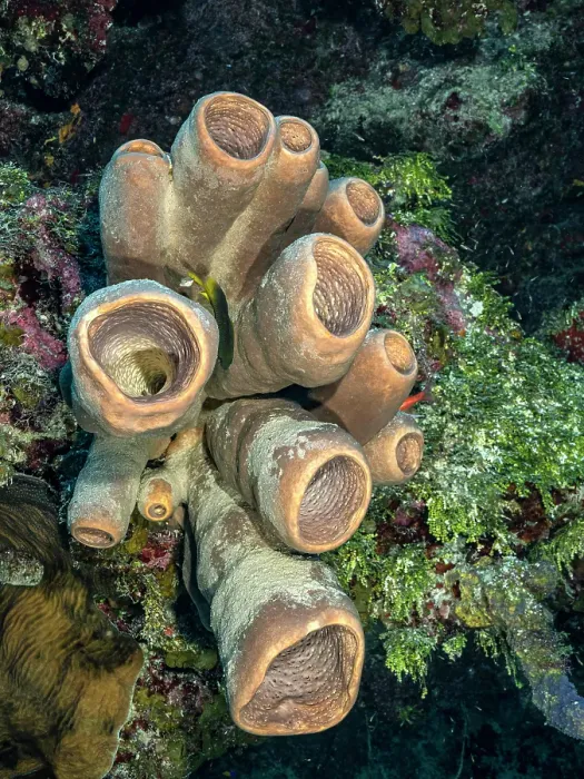 Framed Print : Tubulate Sponge (Agelas tubulata), Grand Cayman, Cayman Islands, British West Indies