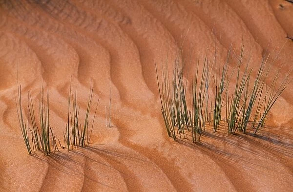 Tufts of grass exist precariously amongst the shifting sand dunes