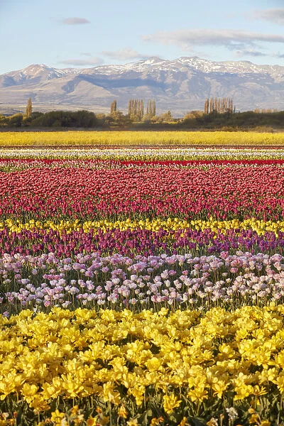 A tulip field in the 'Valle Hermoso'(Welsh: Cwm Hyfry) at sunset, Trevelin, Chubut, Patagonia, Argentina