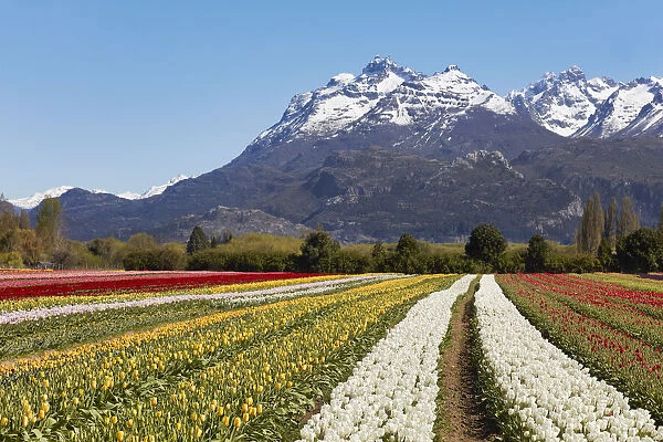A tulip field in the 'Valle Hermoso'(Welsh: Cwm Hyfry), Trevelin, Chubut, Patagonia, Argentina. In the background the Gorsedd and Cwmwl snowy peaks