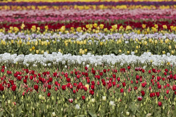 Detail of a tulip field in the 'Valle Hermoso'(Welsh: Cwm Hyfry), Trevelin, Chubut, Patagonia, Argentina