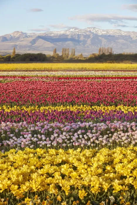 Framed Print : A tulip field in the Valle Hermoso'(Welsh: Cwm Hyfry) at sunset, Trevelin, Chubut, Patagonia, Argentina Framed Print : A tulip field in the Valle Hermoso'(Welsh: Cwm Hyfry) at sunset, Trevelin, Chubut, Patagonia, Argentina