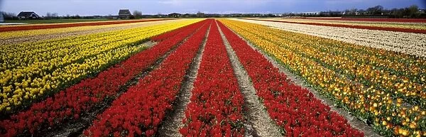 Tulip fields, Holland