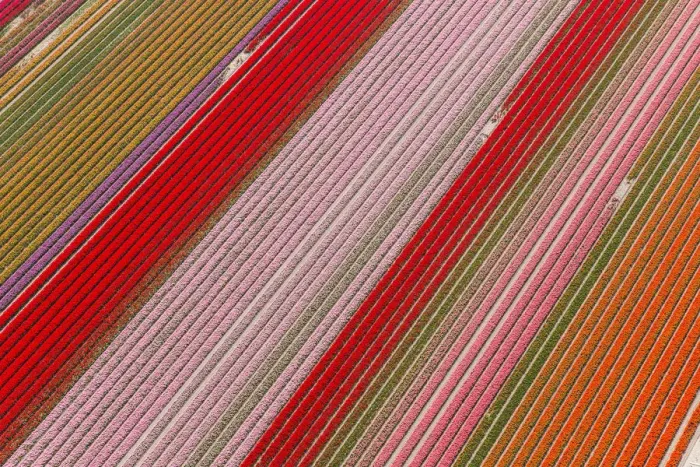 Framed Print : Tulip fields, North Holland, Netherlands Framed Print : Tulip fields, North Holland, Netherlands