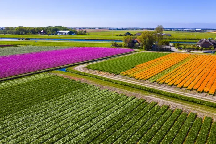 Framed Print : Tulip fields in Schagen near Alkmaar and Den Helder, North Holland, Netherlands Framed Print : Tulip fields in Schagen near Alkmaar and Den Helder, North Holland, Netherlands