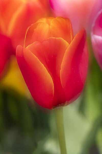 Tulips in Close-up, Keukenhof Gardens, Lisse, Holland, Netherlands