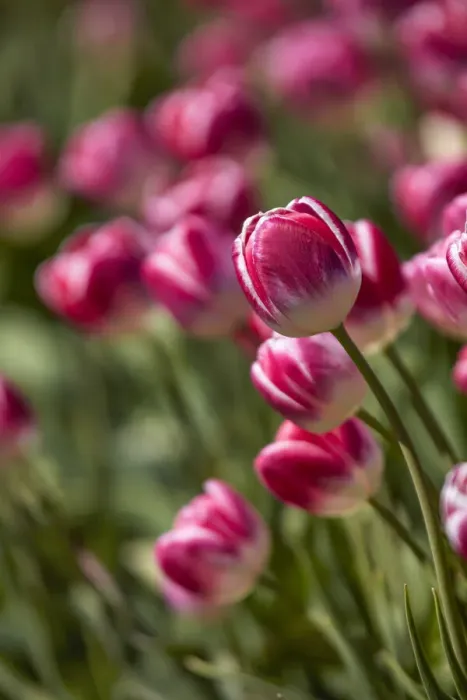 Framed Print : Detail of tulips in a field of the Valle Hermoso'(Welsh: Cwm Hyfry), Trevelin, Chubut, Patagonia, Argentina Framed Print : Detail of tulips in a field of the Valle Hermoso'(Welsh: Cwm Hyfry), Trevelin, Chubut, Patagonia, Argentina