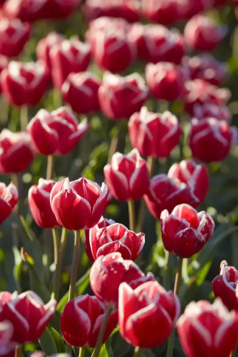 Framed Print : Detail of tulips in a field of the Valle Hermoso'(Welsh: Cwm Hyfry) at sunset, Trevelin, Chubut, Patagonia, Argentina Framed Print : Detail of tulips in a field of the Valle Hermoso'(Welsh: Cwm Hyfry) at sunset, Trevelin, Chubut, Patagonia, Argentina