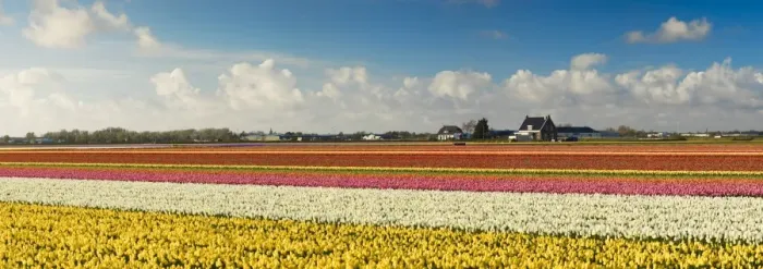 Framed Print : Tulips in fields, Lisse, Netherlands Framed Print : Tulips in fields, Lisse, Netherlands