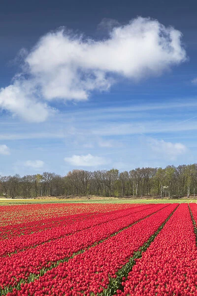 Tulips in fields, Lisse, Netherlands