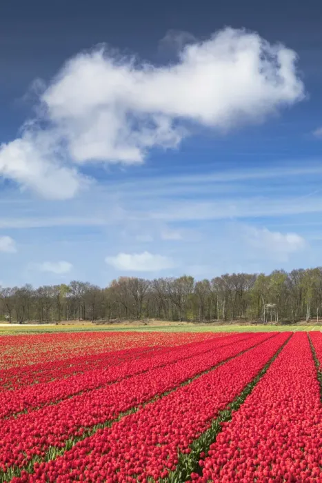 Framed Print : Tulips in fields, Lisse, Netherlands Framed Print : Tulips in fields, Lisse, Netherlands