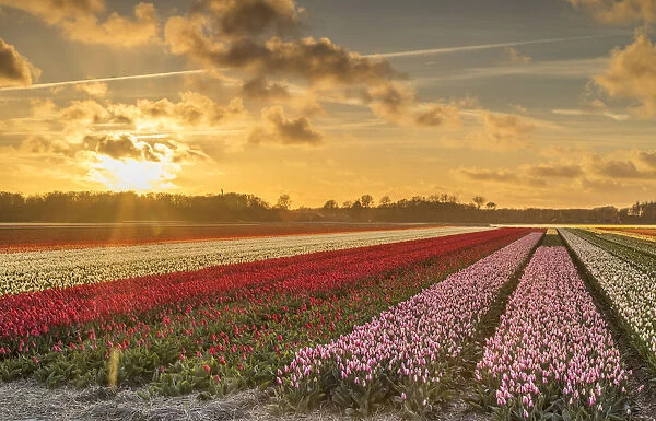 Tulips in fields at sunset, Lisse, Netherlands