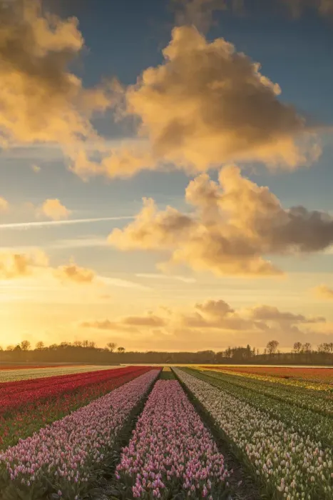 Framed Print : Tulips in fields at sunset, Lisse, Netherlands Framed Print : Tulips in fields at sunset, Lisse, Netherlands