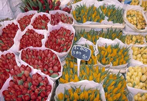 Tulips at Flower market