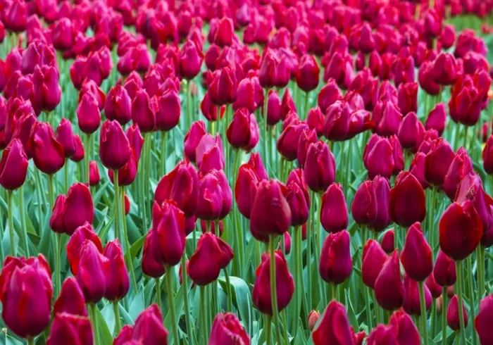 Framed Print : Tulips at Keukenhof Gardens, Duin- en Bollenstreek, the Netherlands Framed Print : Tulips at Keukenhof Gardens, Duin- en Bollenstreek, the Netherlands