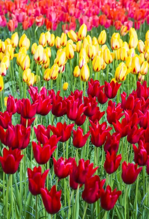 Framed Print : Tulips at Keukenhof Gardens, Duin- en Bollenstreek, the Netherlands