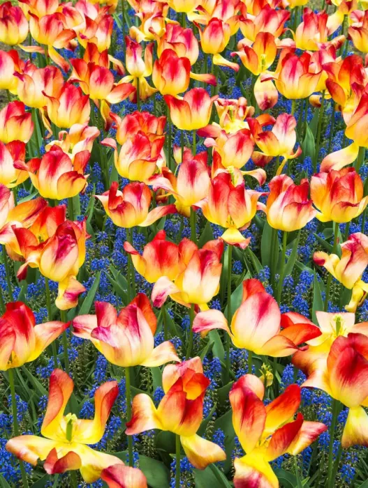 Framed Print : Tulips at Keukenhof Gardens, Duin- en Bollenstreek, the Netherlands