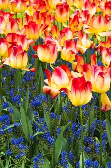 Framed Print : Tulips at Keukenhof Gardens, Duin- en Bollenstreek, the Netherlands