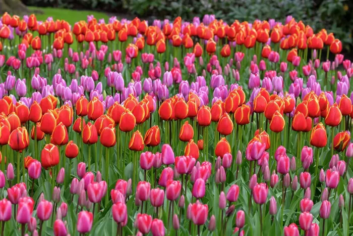Framed Print : Tulips in Keukenhof gardens, Lisse, North Holland, Netherlands