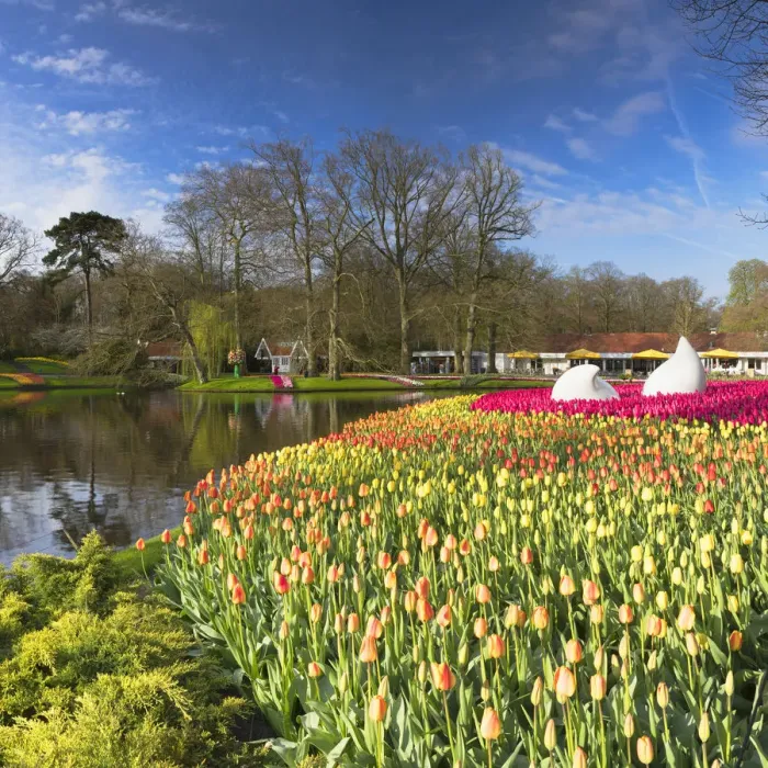 Framed Print : Tulips in Keukenhof Gardens, Lisse, Netherlands Framed Print : Tulips in Keukenhof Gardens, Lisse, Netherlands
