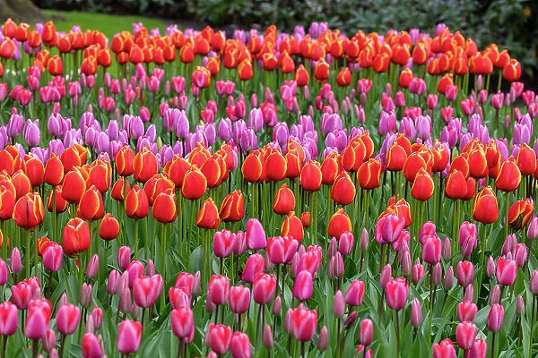 Tulips in Keukenhof gardens, Lisse, North Holland, Netherlands