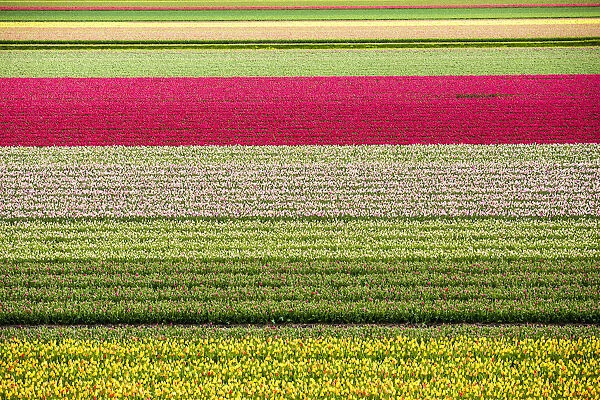 Tulips in Lisse, Netherlands, Europe
