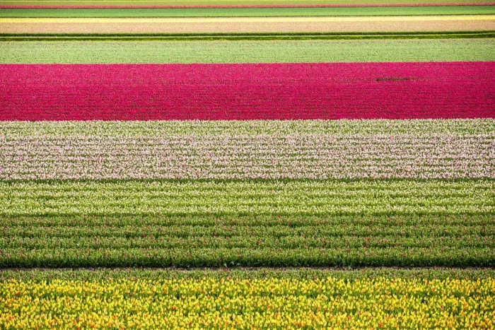 Framed Print : Tulips in Lisse, Netherlands, Europe Framed Print : Tulips in Lisse, Netherlands, Europe