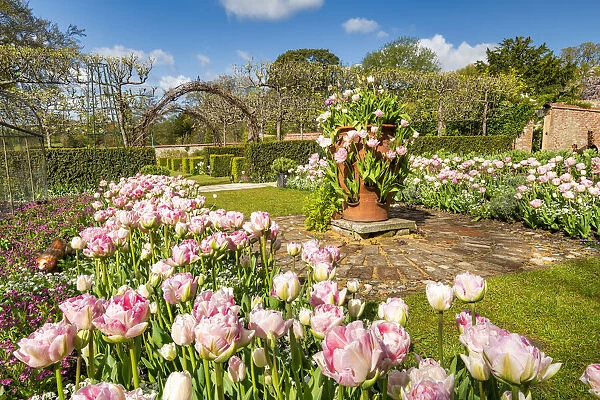Tulips at Pashley Manor Gardens, Ticehurst, East Sussex, England