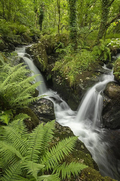 Tumbling waterfalls on a fast flowing stream through a verdant fern carpeted woodland, Dartmoor National Park, Devon, England. Summer (July) 2021