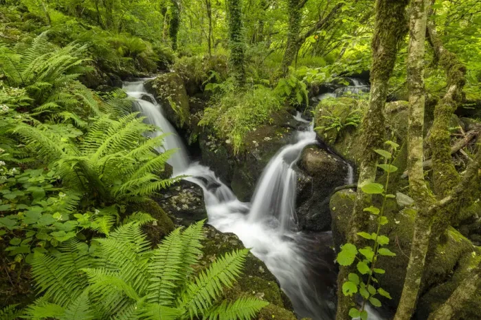 Framed Print : Tumbling waterfalls on a fast flowing stream through a verdant fern carpeted woodland, Dartmoor National Park, Devon, England. Summer (July) 2021 Framed Print : Tumbling waterfalls on a fast flowing stream through a verdant fern carpeted woodland, Dartmoor National Park, Devon, England. Summer (July) 2021