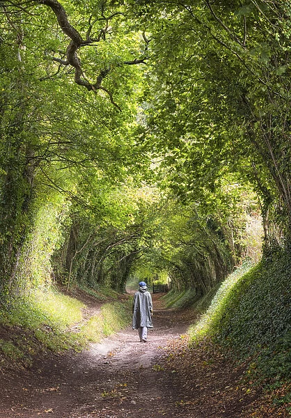 Tunnel of Trees, or Mill Lane, near Halnaker village, leading to Halnaker Windmill, West Sussex, England