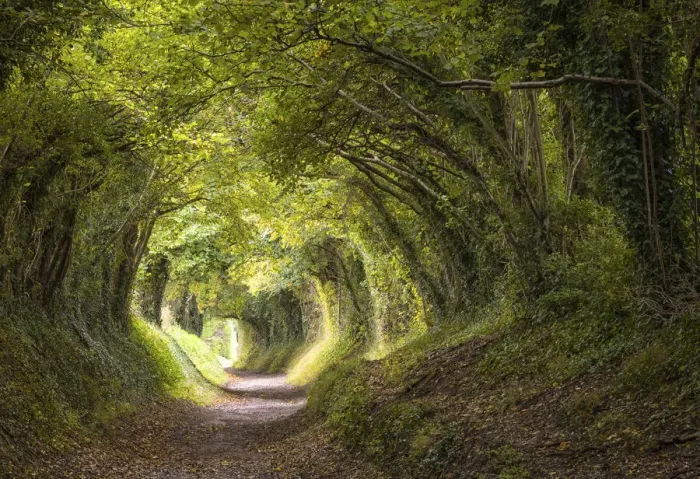 Framed Print : Tunnel of Trees, or Mill Lane, near Halnaker village, leading to Halnaker Windmill, West Sussex, England Framed Print : Tunnel of Trees, or Mill Lane, near Halnaker village, leading to Halnaker Windmill, West Sussex, England