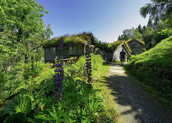 Turist admire Old farms with grass roof, Astruptunet, Jolster, Sunnfjord, Sogn og Fjordane county, Norway