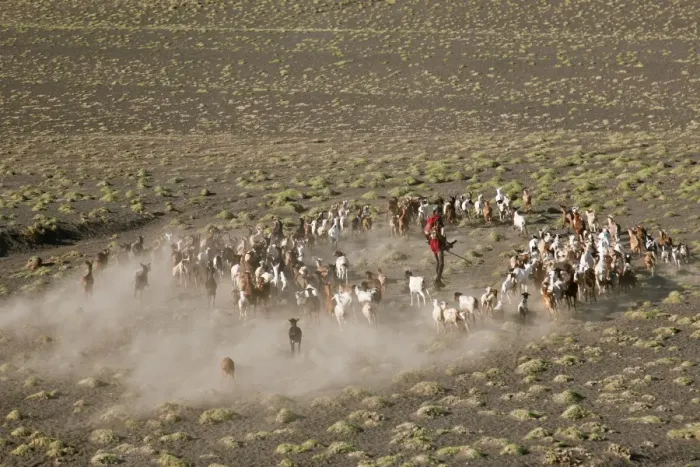 Framed Print : A Turkana man herds his goats in the semi-desert terrain near the southeastern shoreline of Lake Turkana Framed Print : A Turkana man herds his goats in the semi-desert terrain near the southeastern shoreline of Lake Turkana