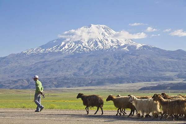 Turkey, Eastern Turkey, Dogubayazit, Sheep herded along round in front of Mount Ararat