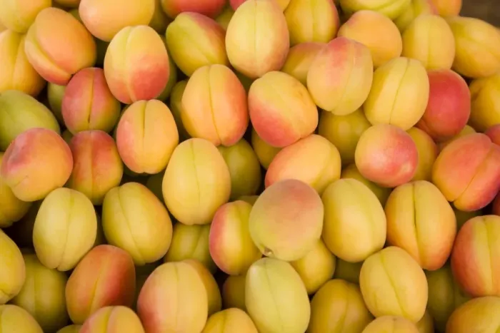 Framed Print : Turkey, Eastern Turkey, Malatya, Bazaar, Apricots Framed Print : Turkey, Eastern Turkey, Malatya, Bazaar, Apricots
