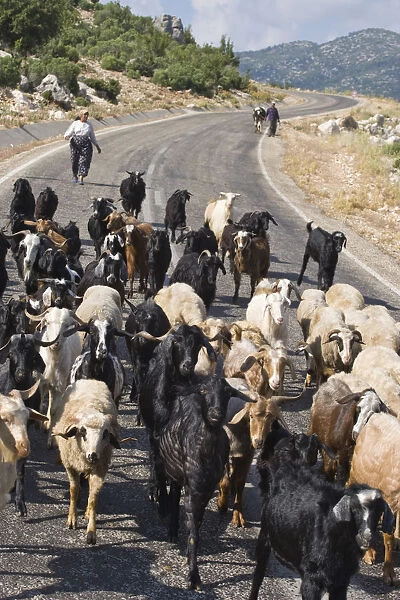 Turkey, Taurus mountains, Goats on road