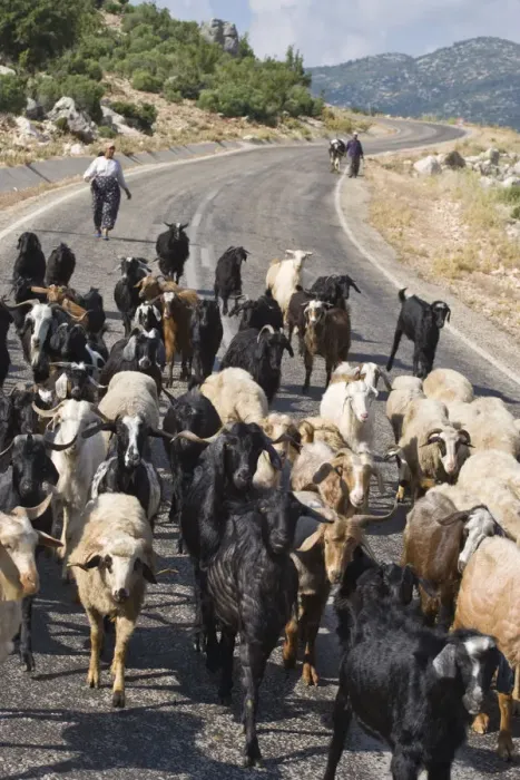 Framed Print : Turkey, Taurus mountains, Goats on road Framed Print : Turkey, Taurus mountains, Goats on road