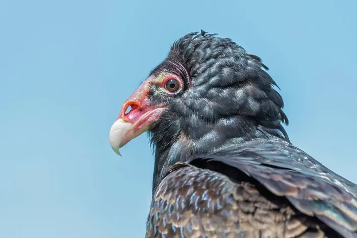 Framed Print : Turkey Vulture (Cathartes aura) - captive bred, Ontario, Canada Framed Print : Turkey Vulture (Cathartes aura) - captive bred, Ontario, Canada
