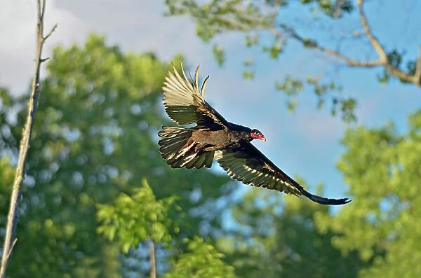Turkey vulture in flight - Cathartes aura Sioux Narrows, Ontario, Canada