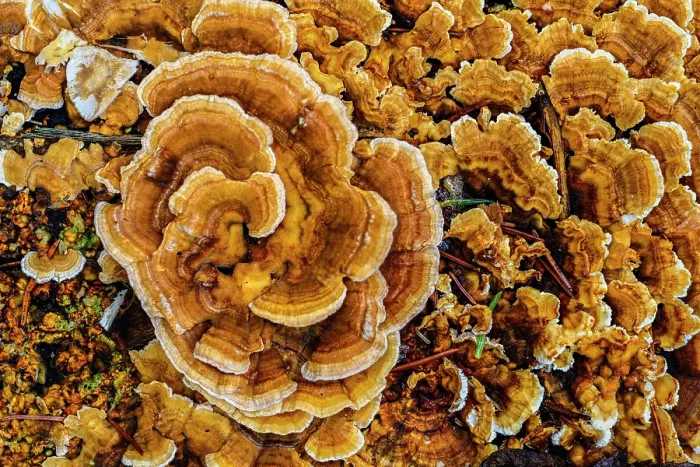 Framed Print : Turkeytail bracket fungus (Trametes versicolor) with a dusting of snow, Greater Sudbury, Ontario, Canada