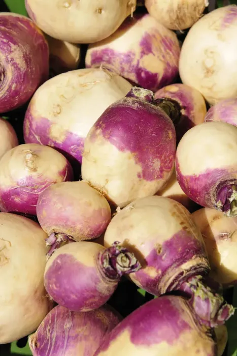 Framed Print : Turnips Framed Print : Turnips
