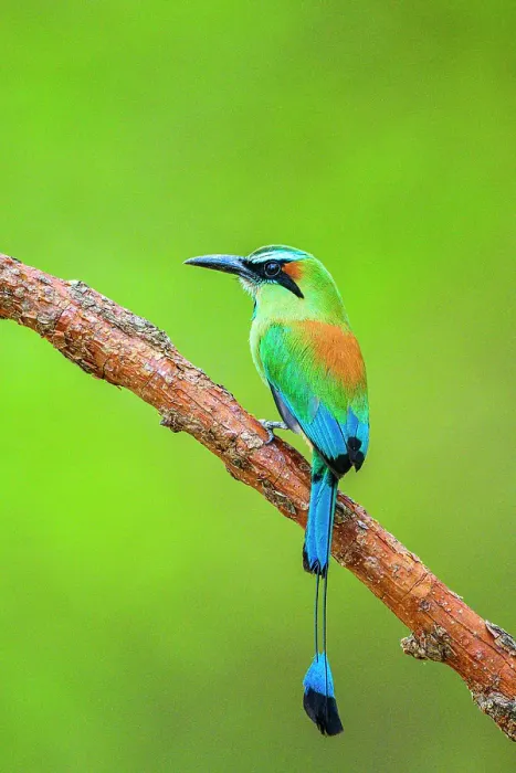 Framed Print : Turquoise-browed motmot (Eumomota superciliosa), Orotina, Alajuela, Costa Rica Framed Print : Turquoise-browed motmot (Eumomota superciliosa), Orotina, Alajuela, Costa Rica