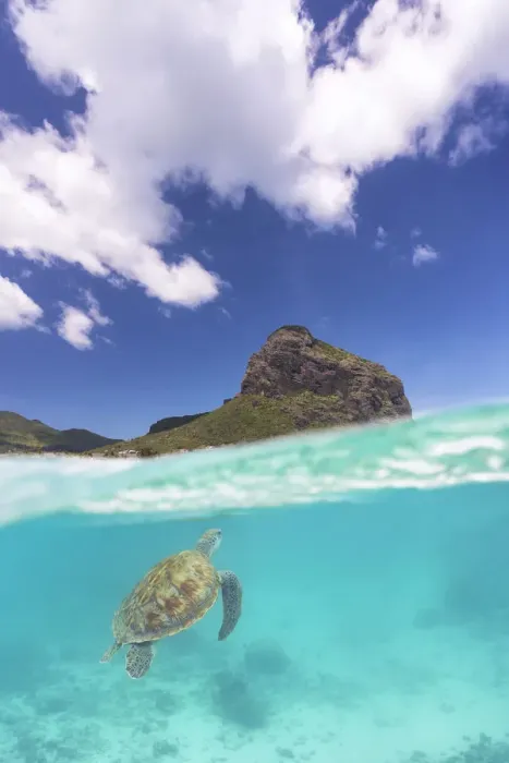 Framed Print : a turtle swims around Le Morne in colorful sea, Black River, Mauritius, Africa Framed Print : a turtle swims around Le Morne in colorful sea, Black River, Mauritius, Africa